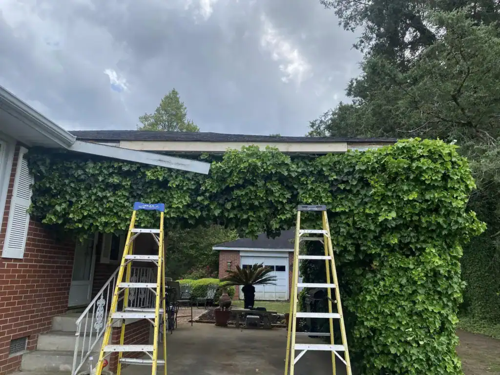 Gutter cleaning and trimming of overgrown vines on house exterior for improved appearance and mainte.