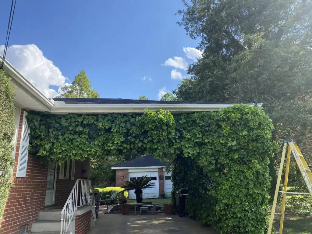 Hedge trimming and landscaping work on a residential property with lush greenery and a well-maintain.